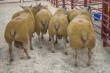 Longtown Mart - Kelso Ram Sale - Sunday 13th September 2020 (3)